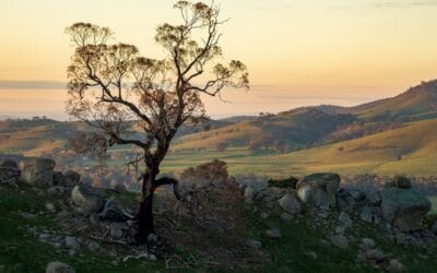 Walking Through the Grief Wilderness